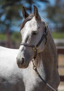 Air Force Horse: First American Mustang Joins U.S. Air Force