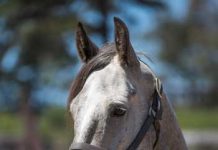 Ghost - U.S. Air Force Horse