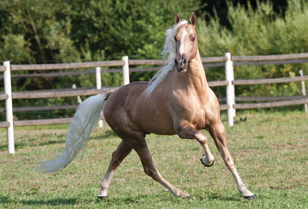 A palomino Tennessee Walking Horse