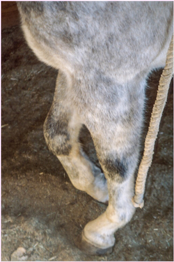 Grade 5 Lameness from Pastern Fracture - Horse Broken Leg