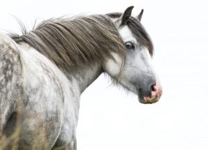 Vet Adventures: Angel or Demon? One Pony’s Very Bad Habit