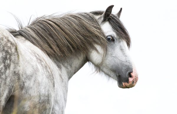 Pony Bad Habit - Gray pony
