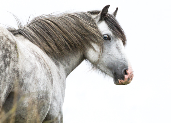 Pony Bad Habit - Gray pony