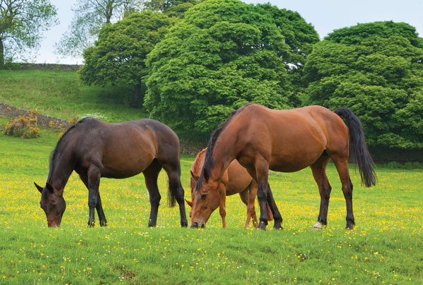 Grazing Horses - Horse Spring Nutrition