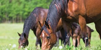 Rules to Feed Horse By - Grazing Horses