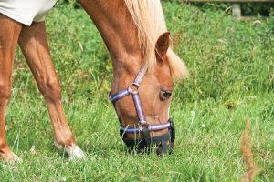 Grazing Muzzle