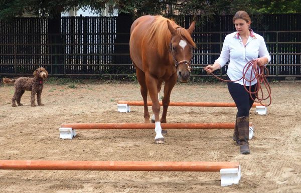 Ground pole exercises for horses.