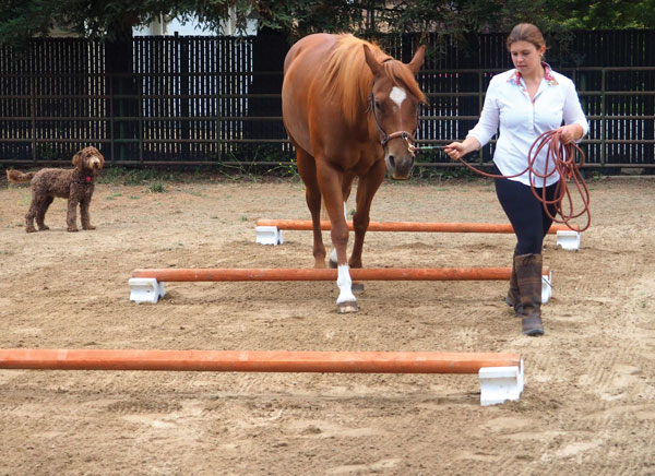 Ground pole exercises for horses.