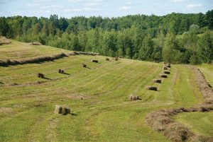 Hay in a Field