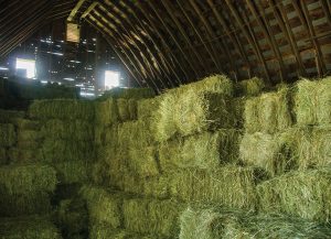 Hay Stored in a Barn