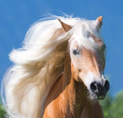 Haflinger