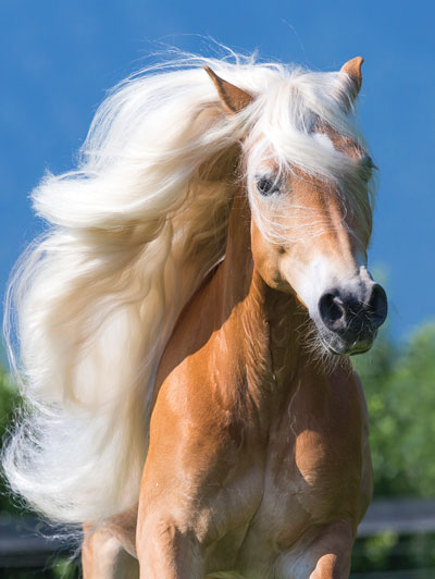 Halfinger Horse Hair Do Stock Photo