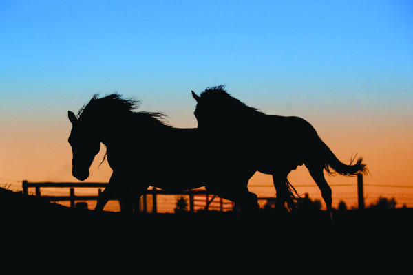 Horses running in pasture at sunset.