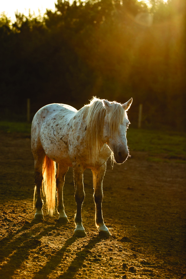 Stallion, a Hallelujah horse mustang, standing in rays of sunlight.