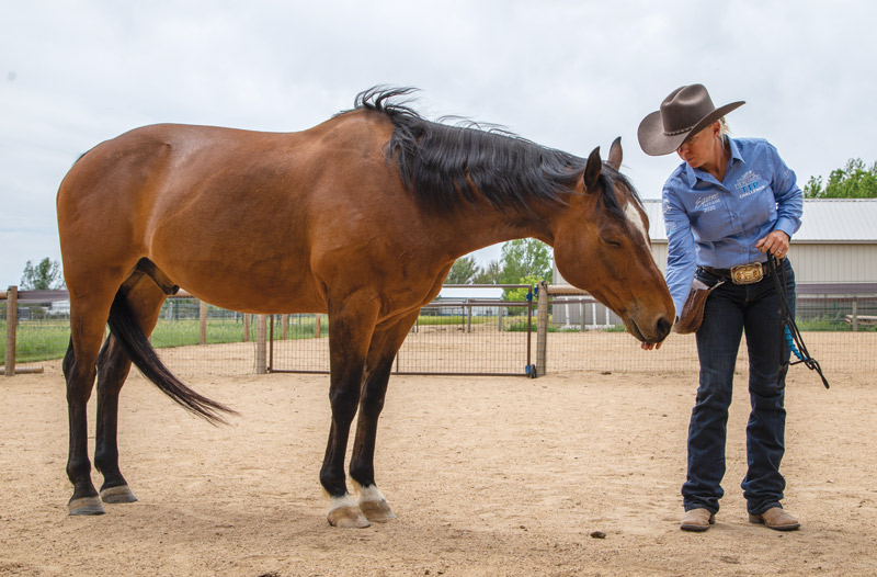 Hard-to-Catch Horse