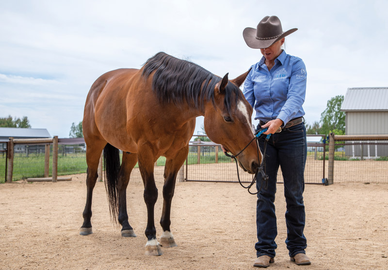 Target Training with Halter