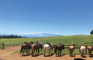 Na’alapa Stables