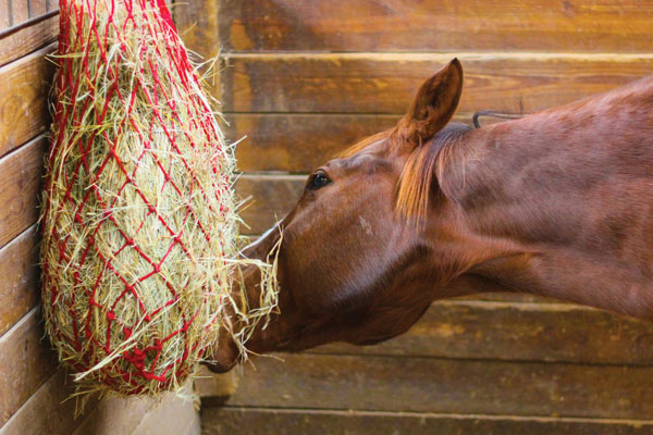 Horse Eating Out of Hay Net - Spring Nutrition