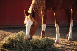 Hay Pile for Pastured Horse