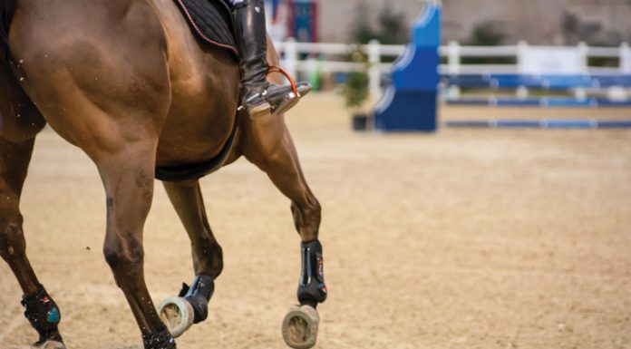 Heading to a Jump - Tips from Horseback Riding Coach