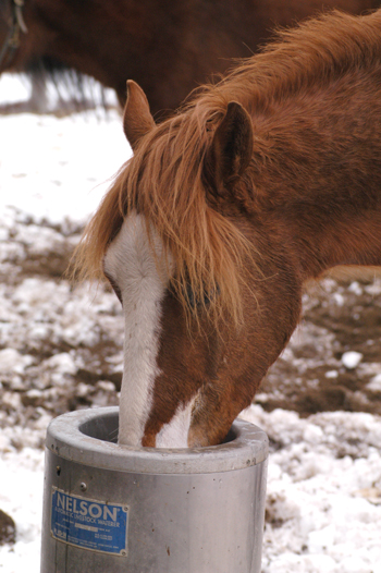 Horse Drinking from Heated Waterer