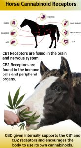 Demystifying Hemp and CBDs in the Horse