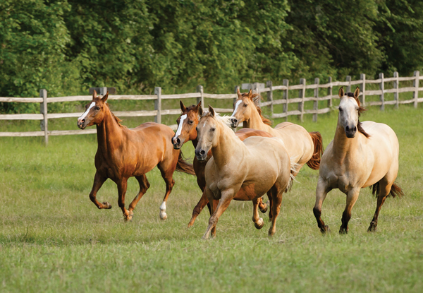 Horses in a Herd - Risk Management for Pastured Horses
