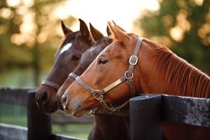 Pastured Horse Grouped by Age