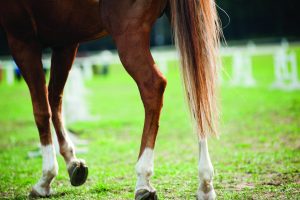 Horse legs while walking.