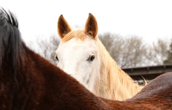 ASPCA and The Right Horse Hooftober