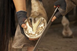 September SmartPak SmartTip of the Month: Keep Your Horse’s Hooves Healthy