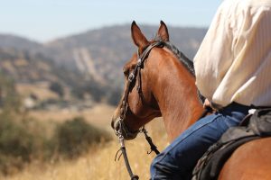 Horse and rider in open grassy area.