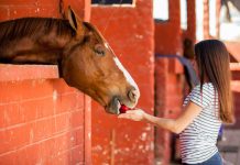 Horse Eating Apple - Holiday Treat for Your Horse