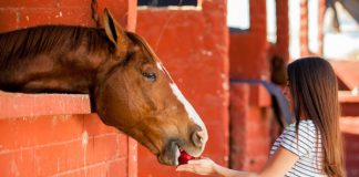 Horse Eating Apple - Holiday Treat for Your Horse