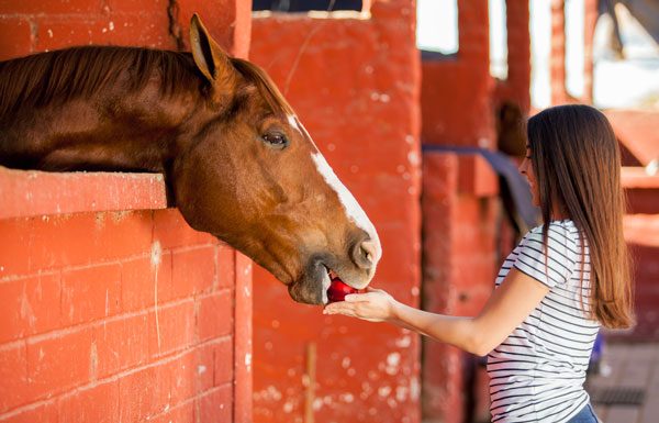 Horse Eating Apple - Holiday Treat for Your Horse