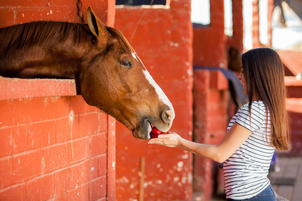 Horse Eating Apple - Healthy Horse Treats