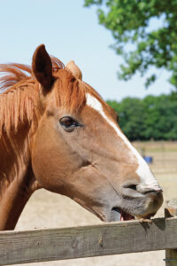 A horse cribbing, which is often considered a stable vice