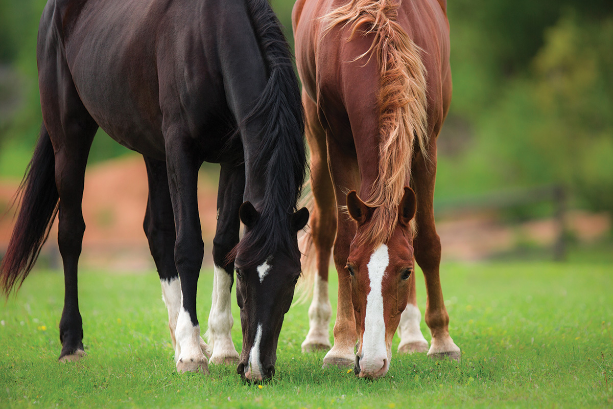 Two horses graze side by side. The natural state of the horse is all-day grazing with a social group. Changes to this state can result in unwanted behaviors.