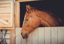 A horse in a stall, which is where stable vices are usually observed