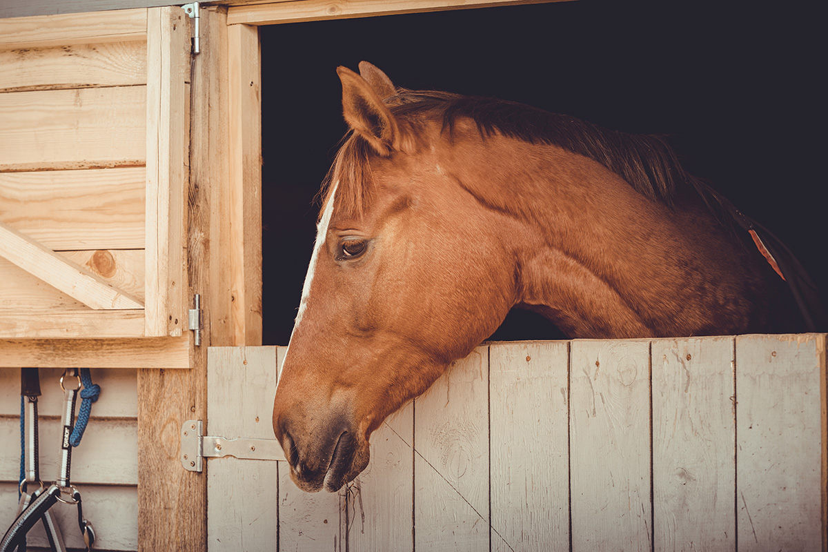 A horse in a stall, which is where stable vices are usually observed