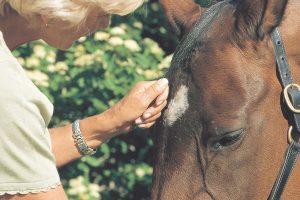 Horse and rider close up.