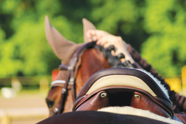 Close up of horse's neck and head.