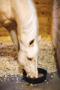 Horse eating from food bowl on barn floor.