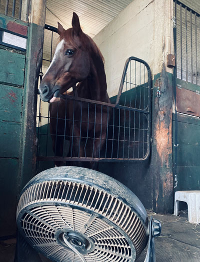 Horse with a fan