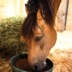 A horse eating at feeding time
