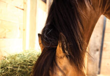 8 Horse Feeding Mistakes to Avoid