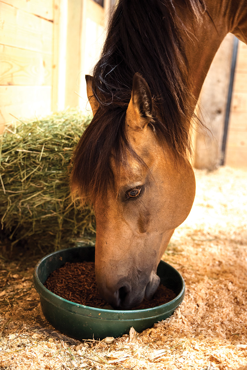 A horse eating at feeding time. Learn how to avoid horse feeding mistakes.