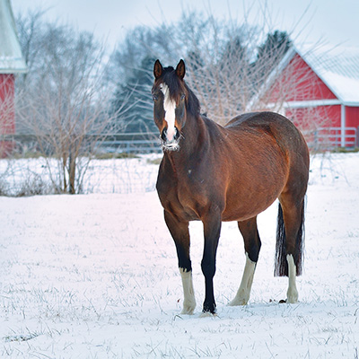 Horsey Holiday Gifts, Blanketing & More