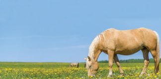 Horse grazing in field.