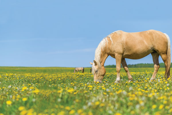 Horse grazing in field.